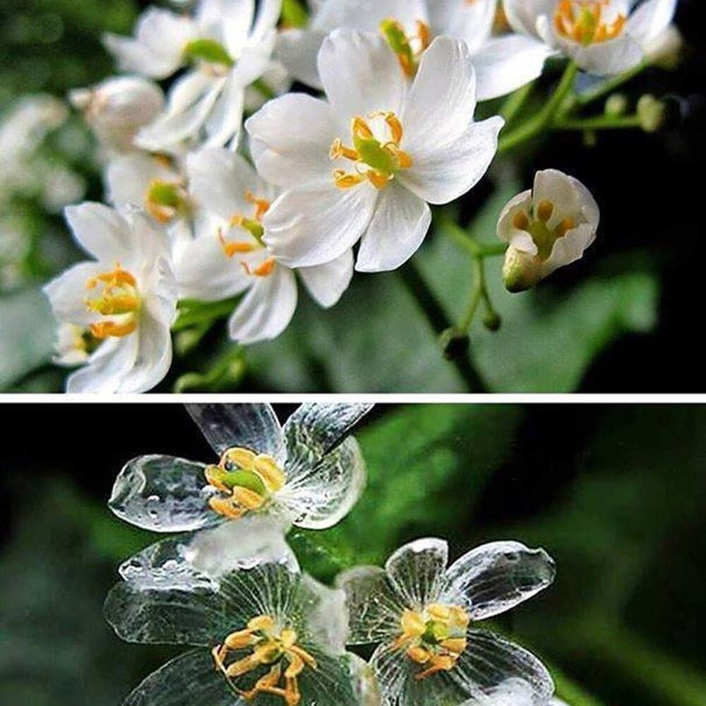 Beauty of Skeleton Flower