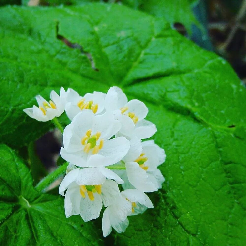 White beauty of skeleton flower