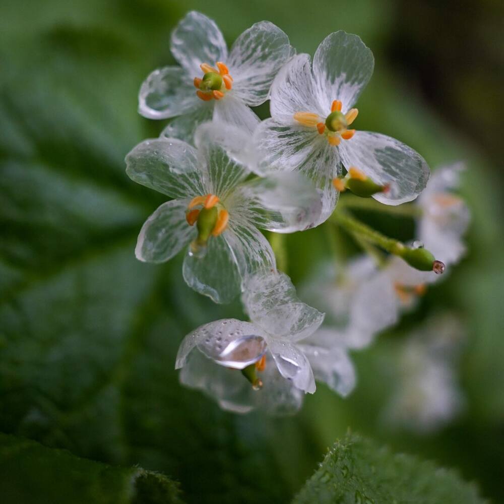 Transparent Diphylleia grayi