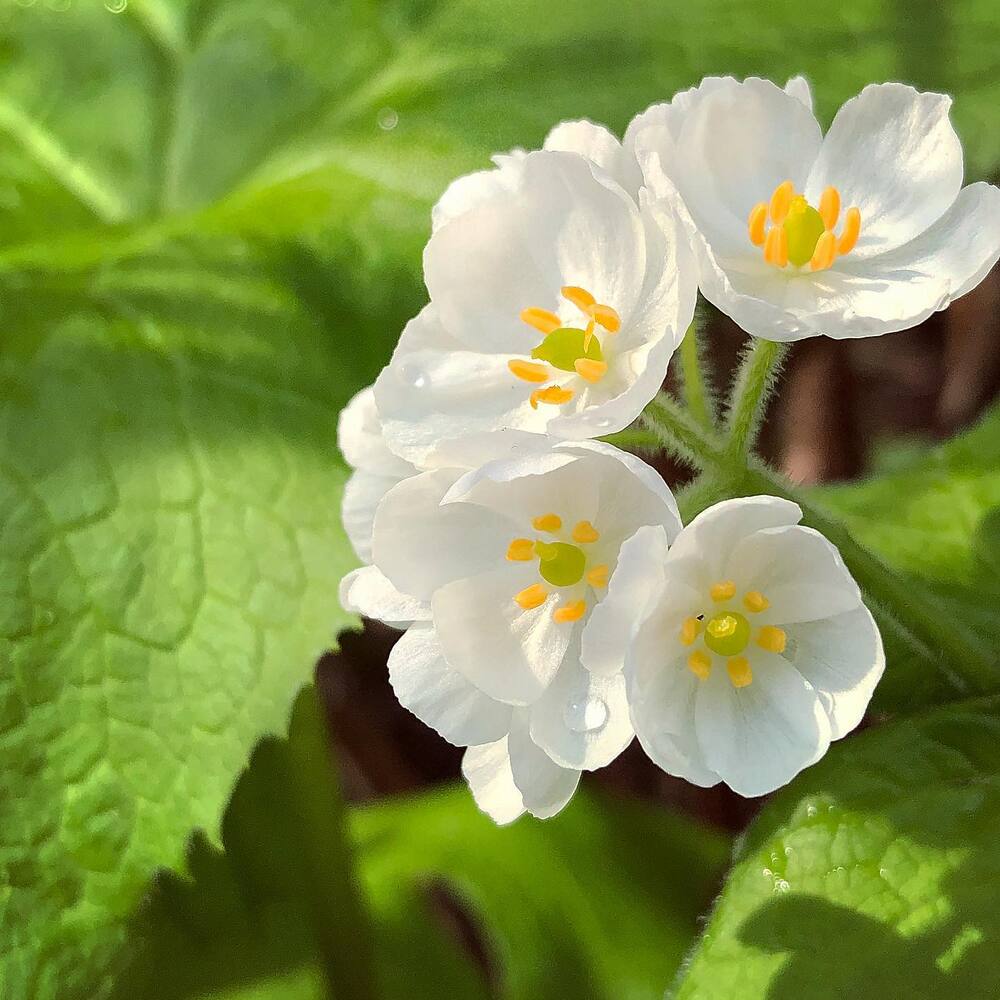 Perfect spring with Skeleton flower