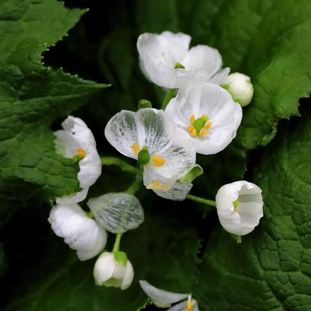 Make your garden beautiful with Skeleton flower