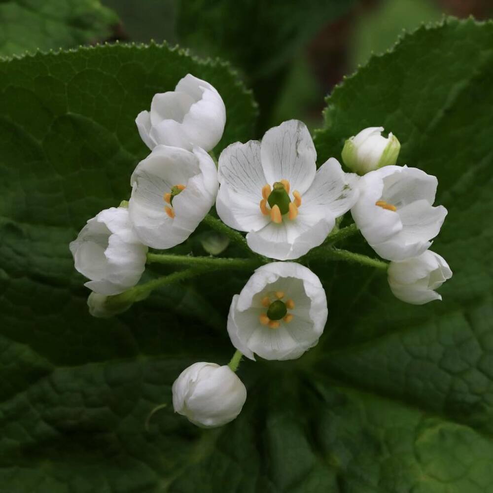 White Diphylleia grayi for your outdoor space