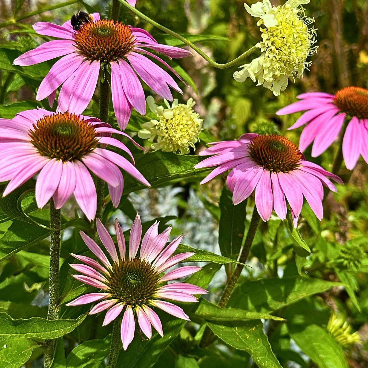 Classic Summer Flowers for Planting and Potting