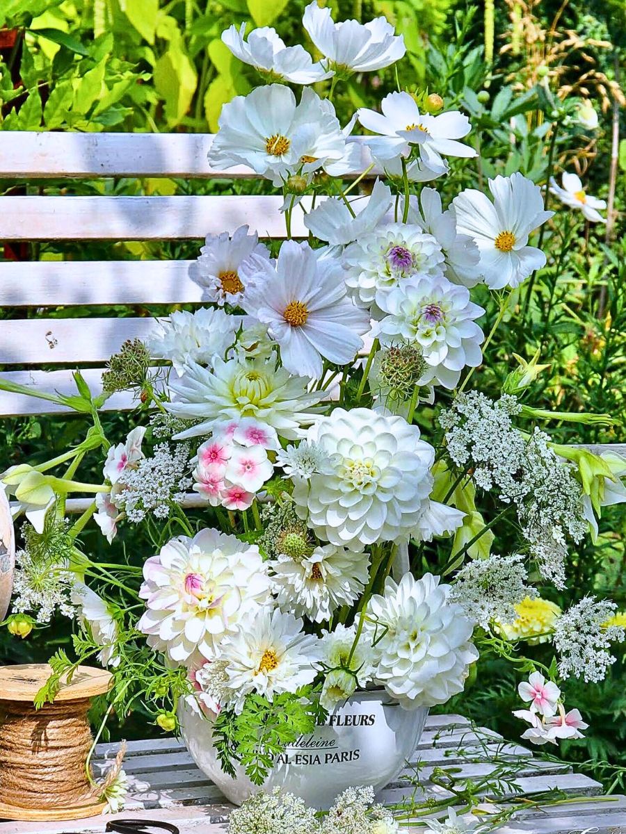 Classic Summer Flowers for Planting and Potting