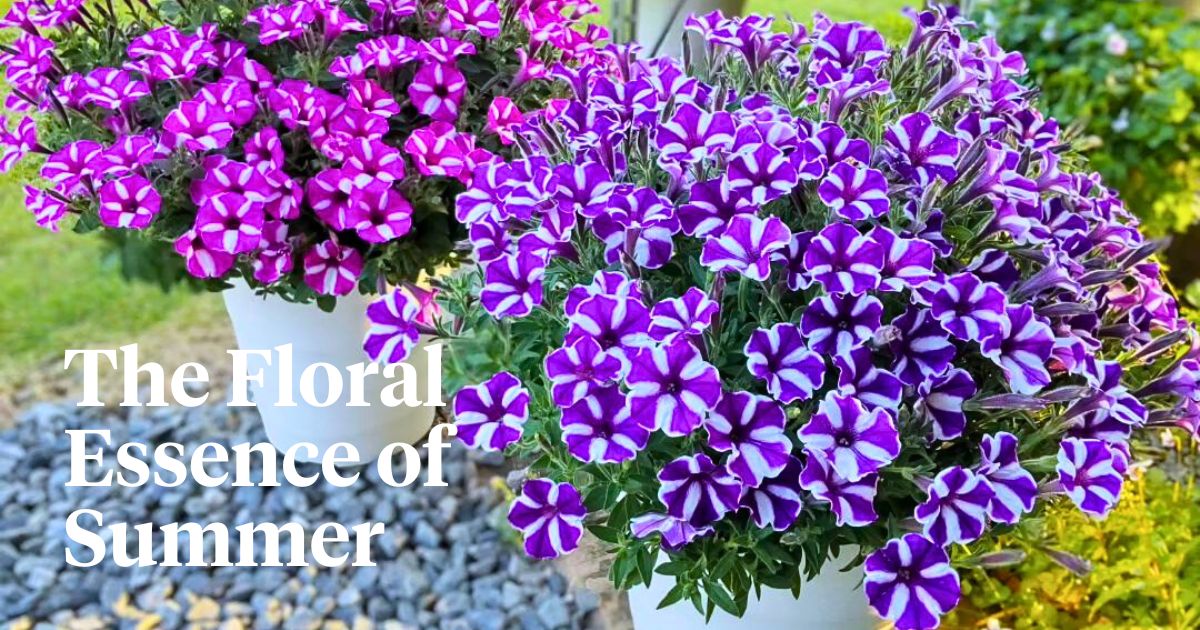 Classic Summer Flowers Ideal for Planting and Potting