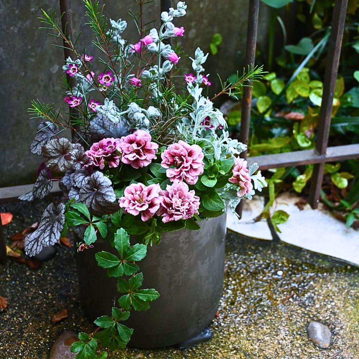 Classic Summer Flowers for Planting and Potting