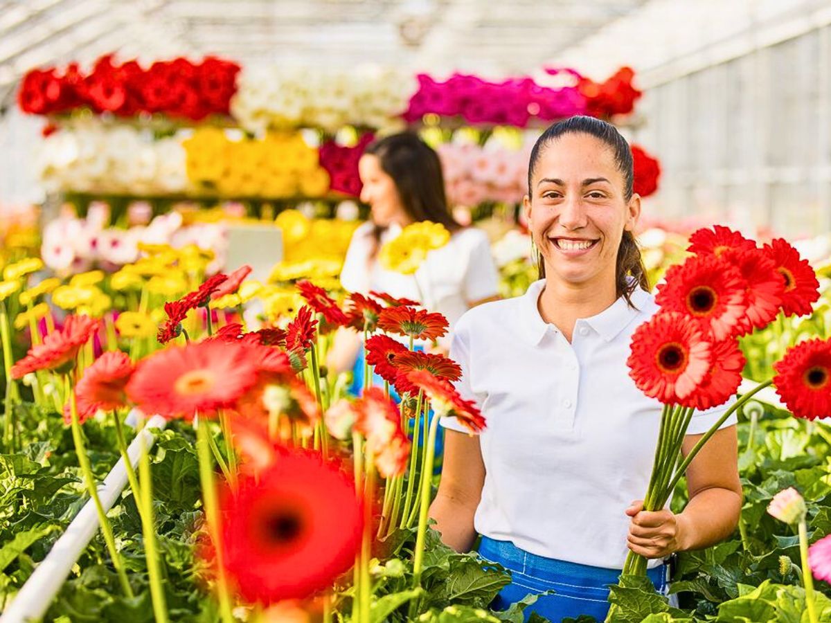 Schreurs gerbera flowers