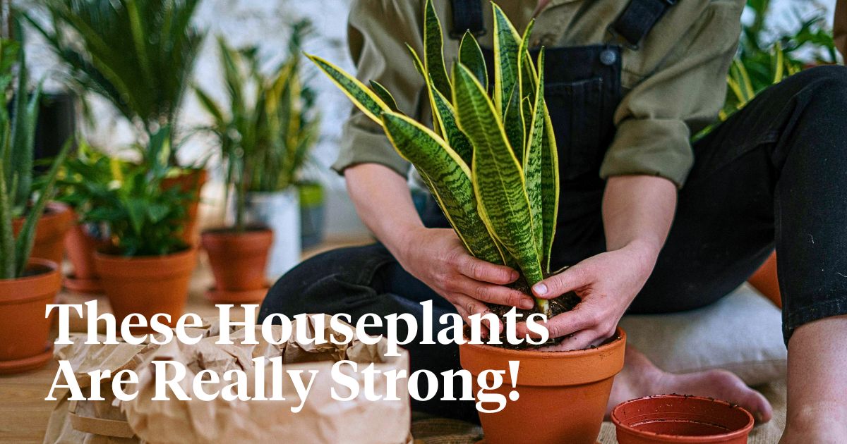 These Are Some of the Strongest and Most Resilient Houseplants