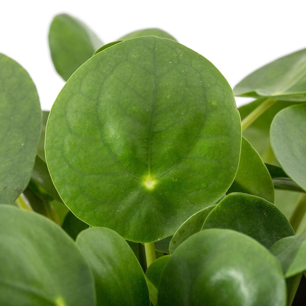 Green leaves of chinese money plant