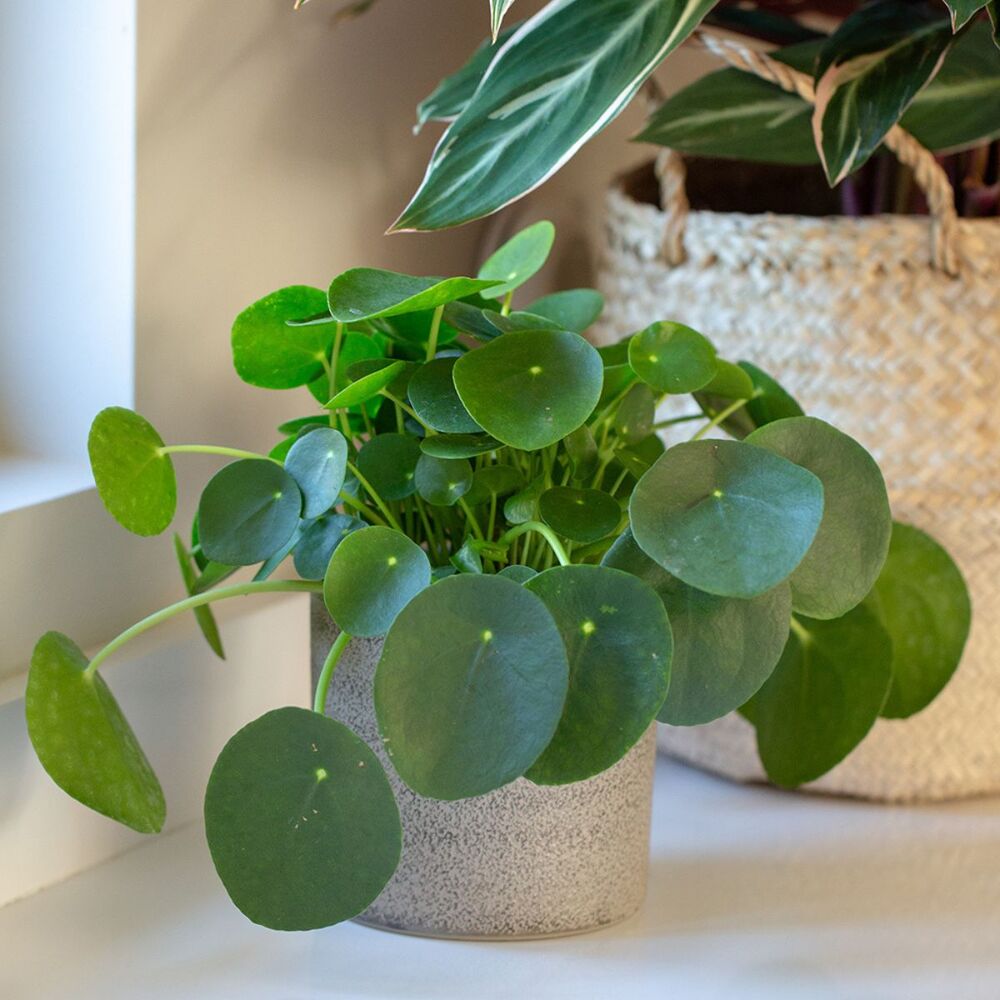 Chinese money plant is perfect plant green plant for your table