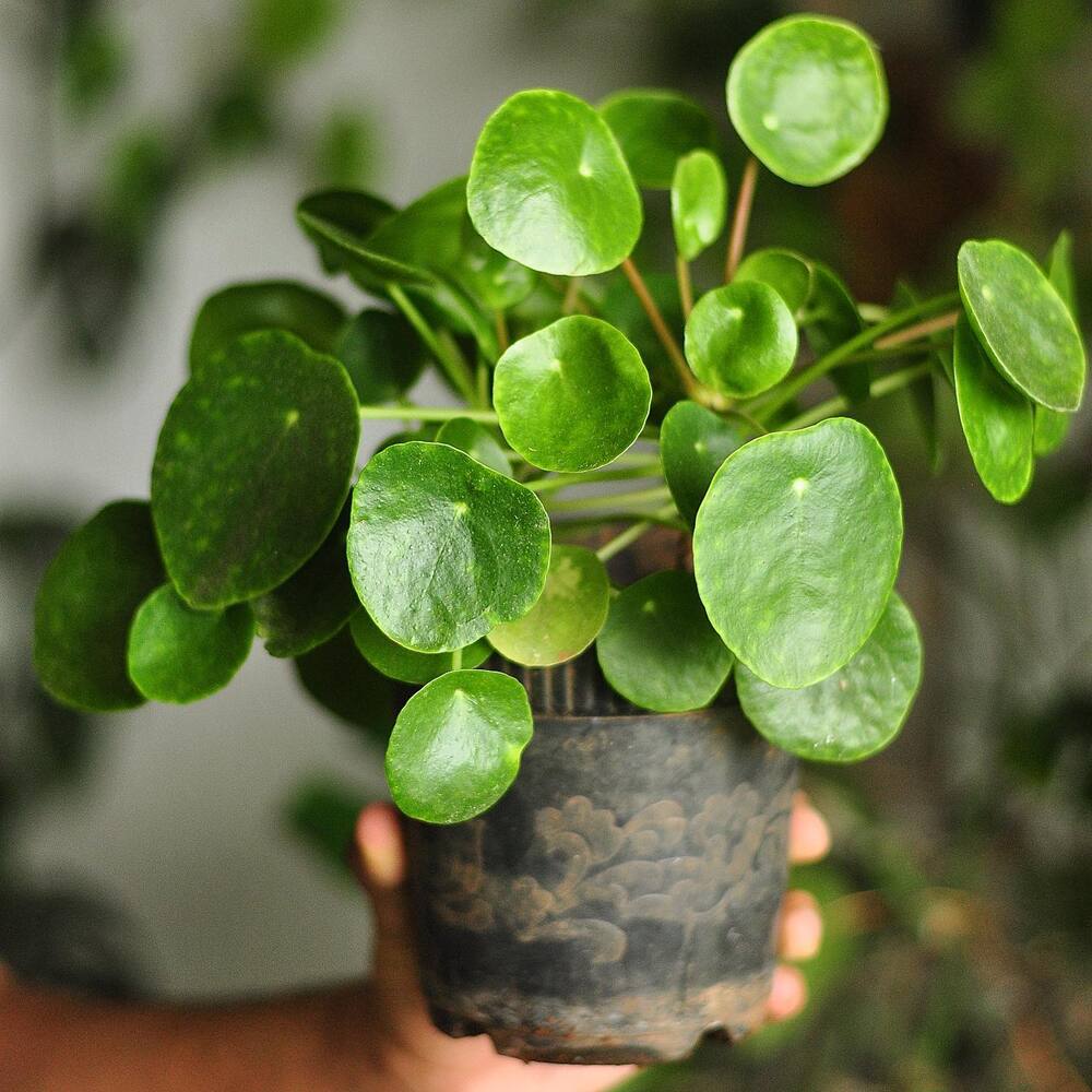 varieties of Chinese money plant - Pilea Peperomioides Sugar 