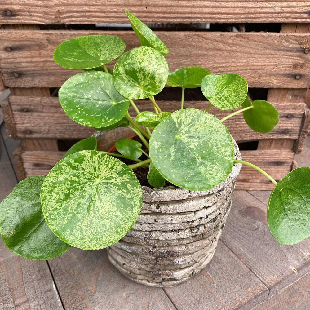 Chinese Money plant varieties - Pilea peperomioides Mojito plant