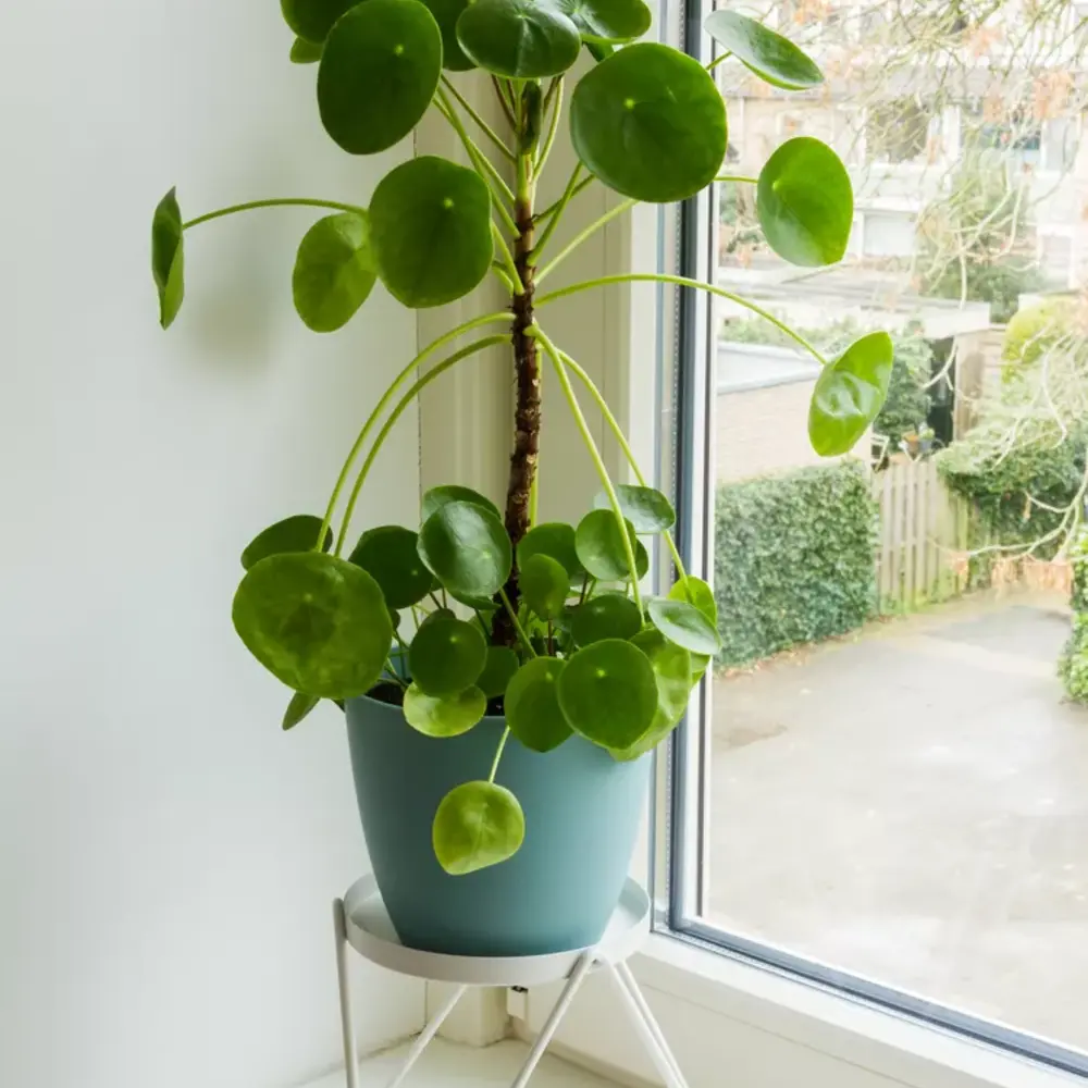 Chinese Money plant for home window