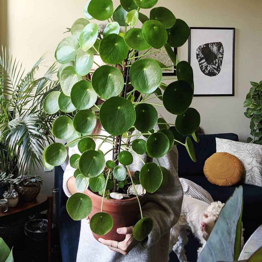 Big indoor chinese money plant need space