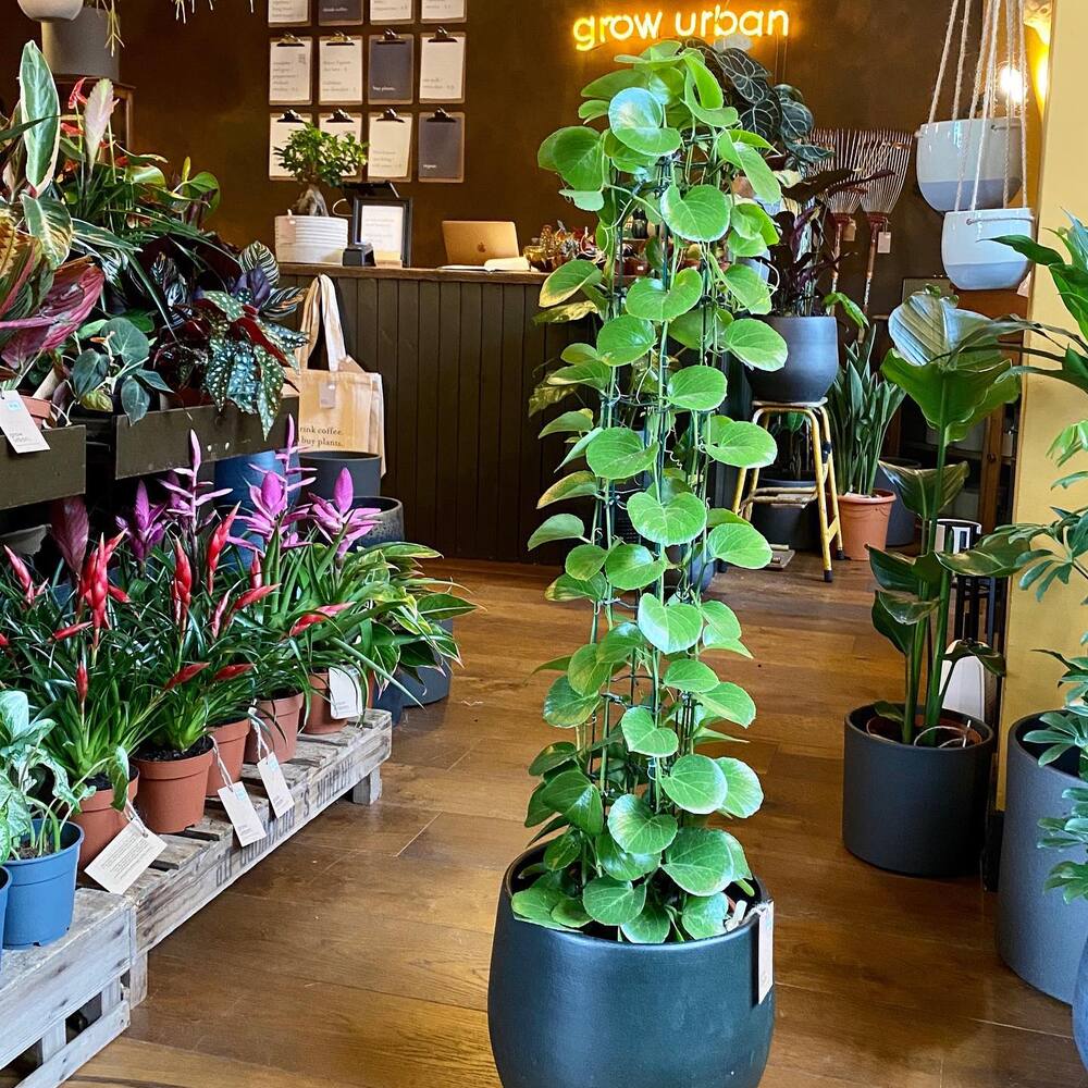 Grooming your Chinese money plant