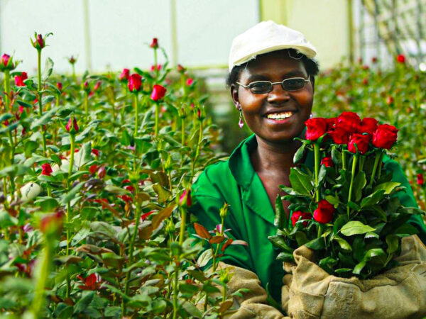 How KFC Focuses on Sustainability With FOSS red roses