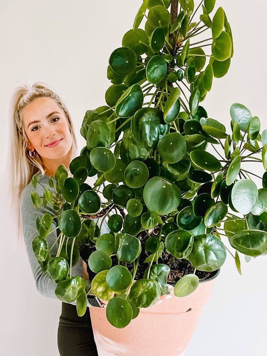 Rediscover the Green Sixties with These Classic Houseplants