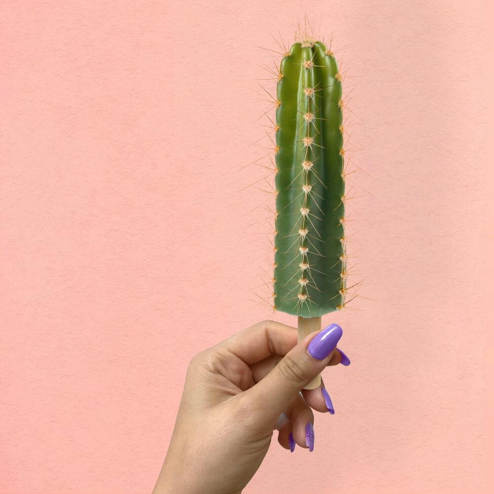 Cactus for your home garden 