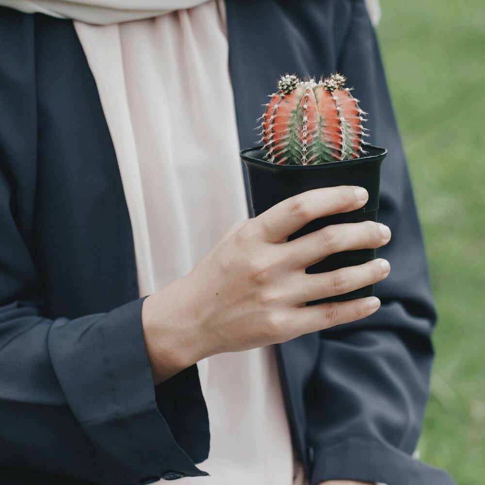 Holding small cactus plant