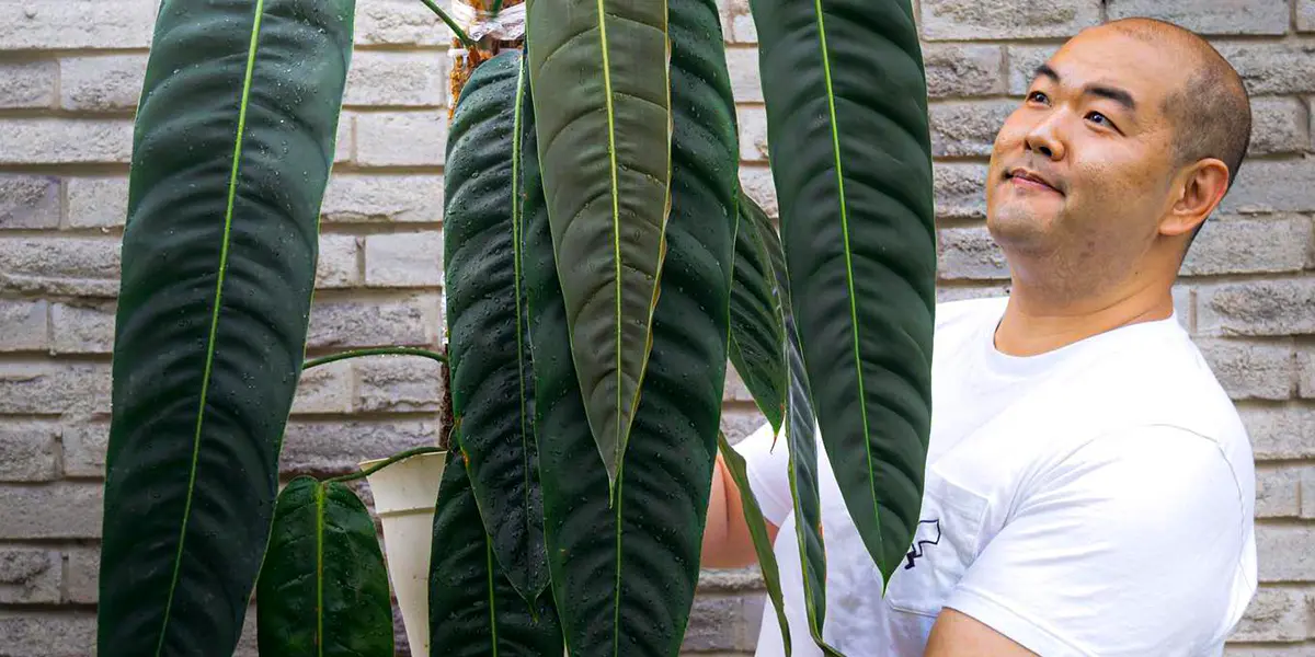 These Are Some of the Strongest and Most Resilient Houseplants