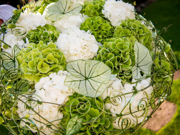 Hanneke Frankema With Classic Hydrangeas white-green