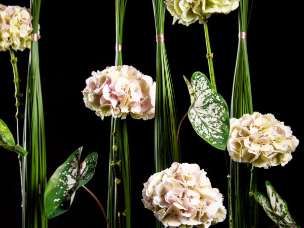 Hanneke Frankema With Classic Hydrangeas