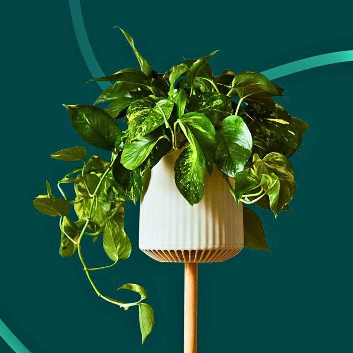 Neo Px, the Air-Purifying Houseplant From Neoplants