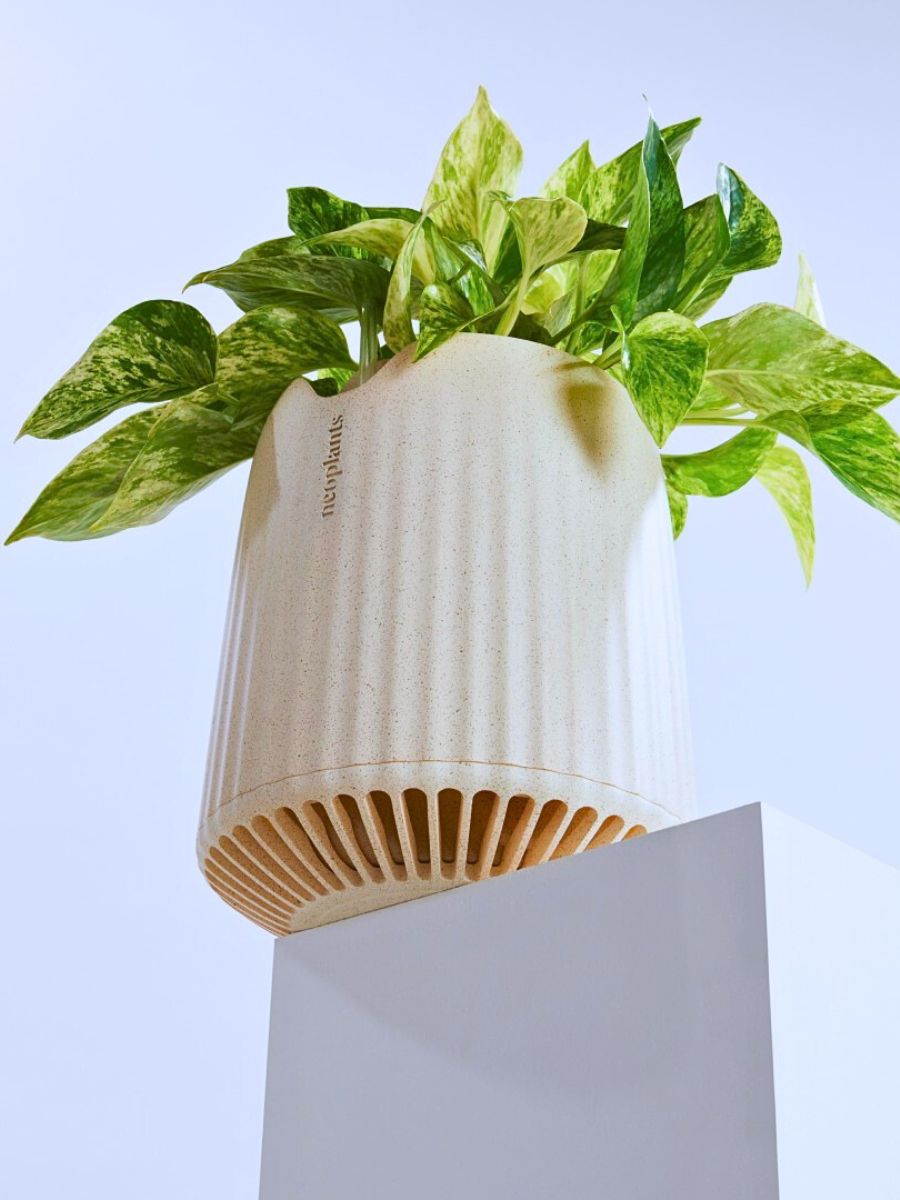 Neo Px, the Air-Purifying Houseplant From Neoplants