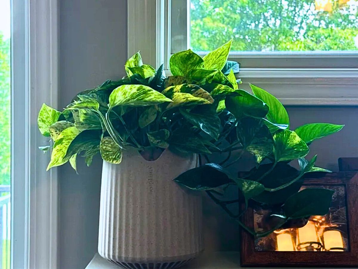 Neo Px, the Air-Purifying Houseplant From Neoplants