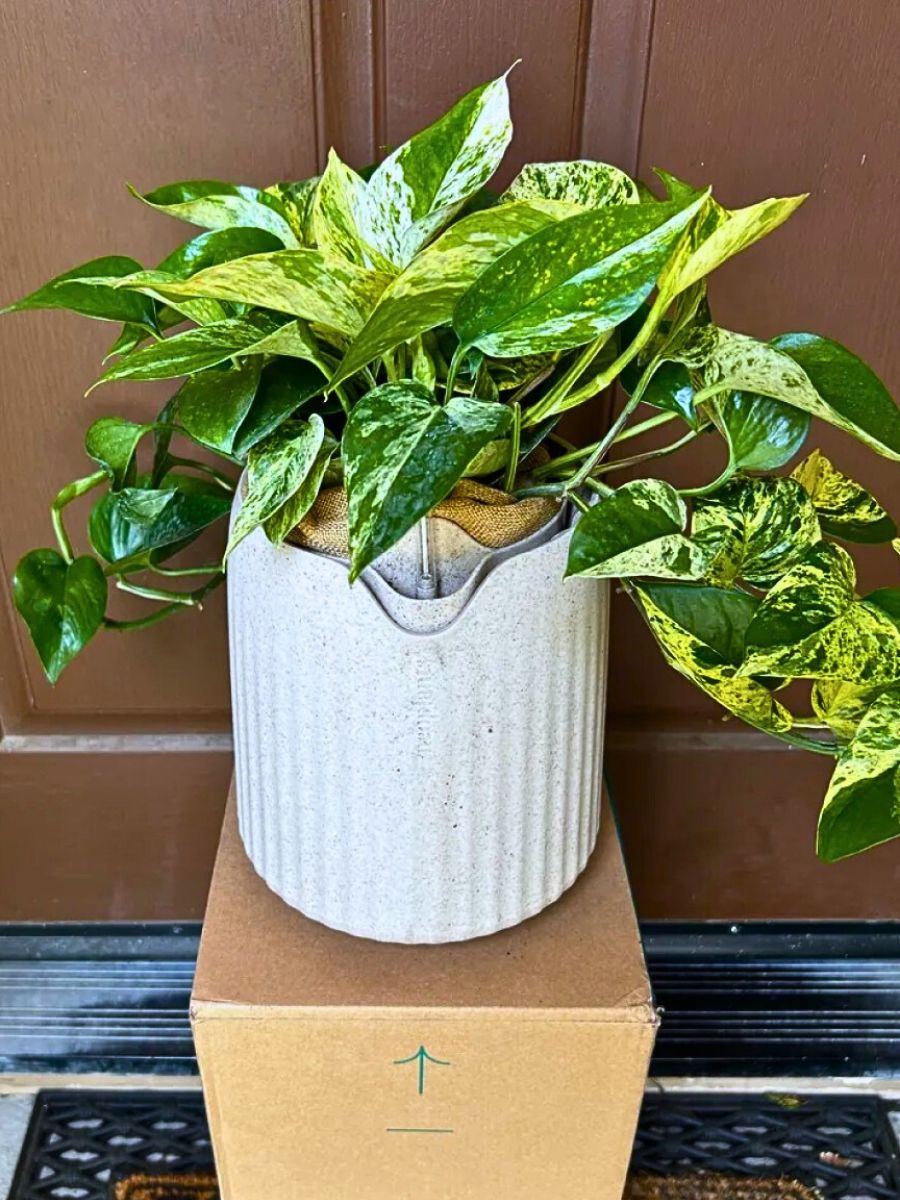 Neo Px, the Air-Purifying Houseplant From Neoplants