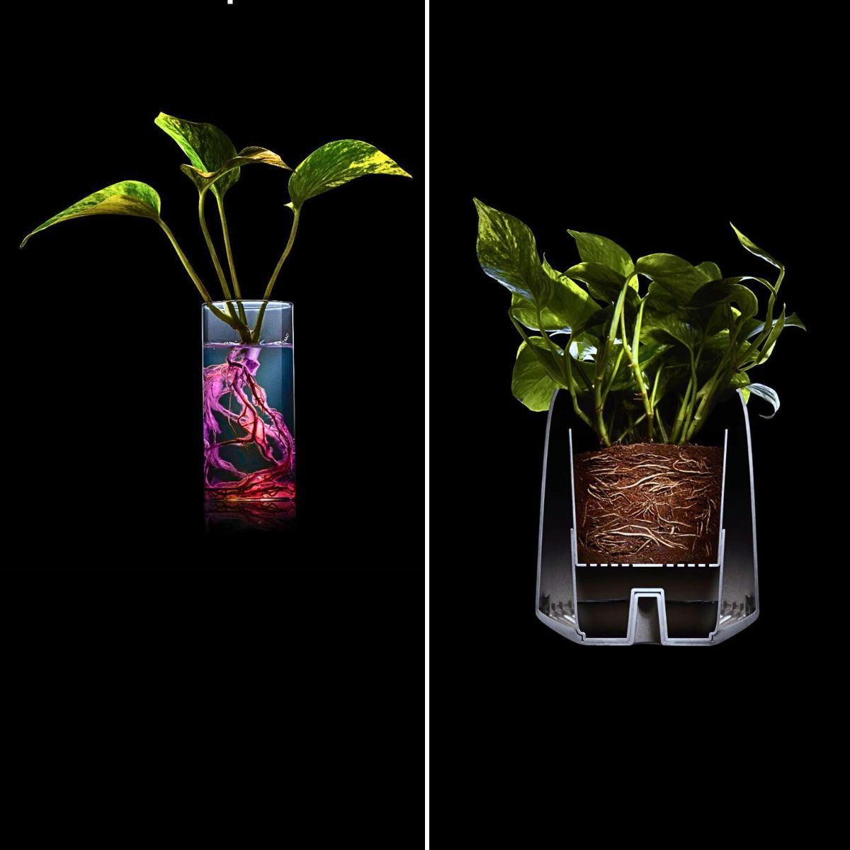 Neo Px, the Air-Purifying Houseplant From Neoplants