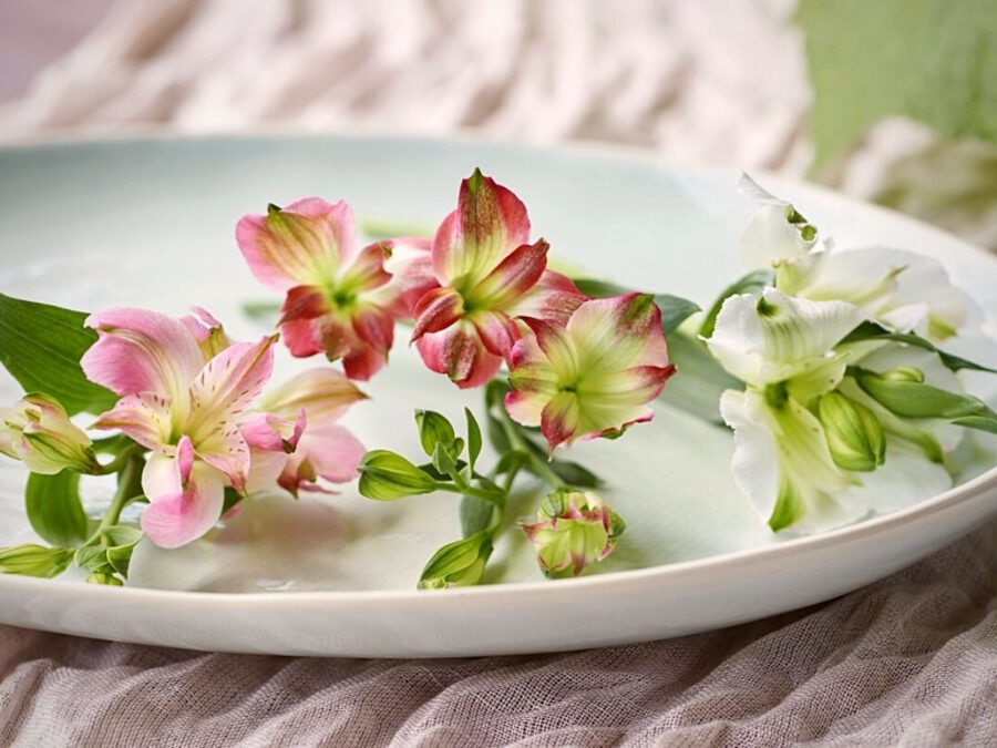 Charmelia 25 million stems - on Thursd - Pink, Blush, and White