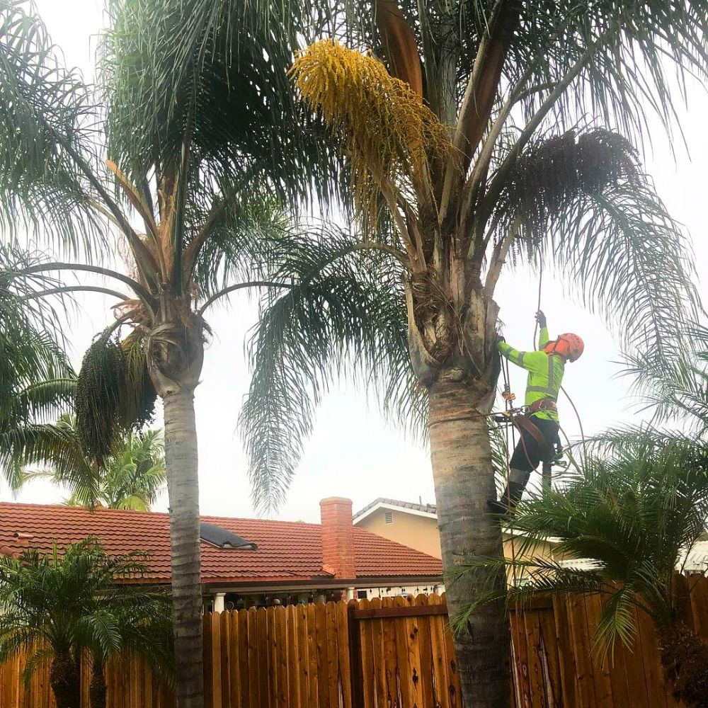 Queen Palms with fruits