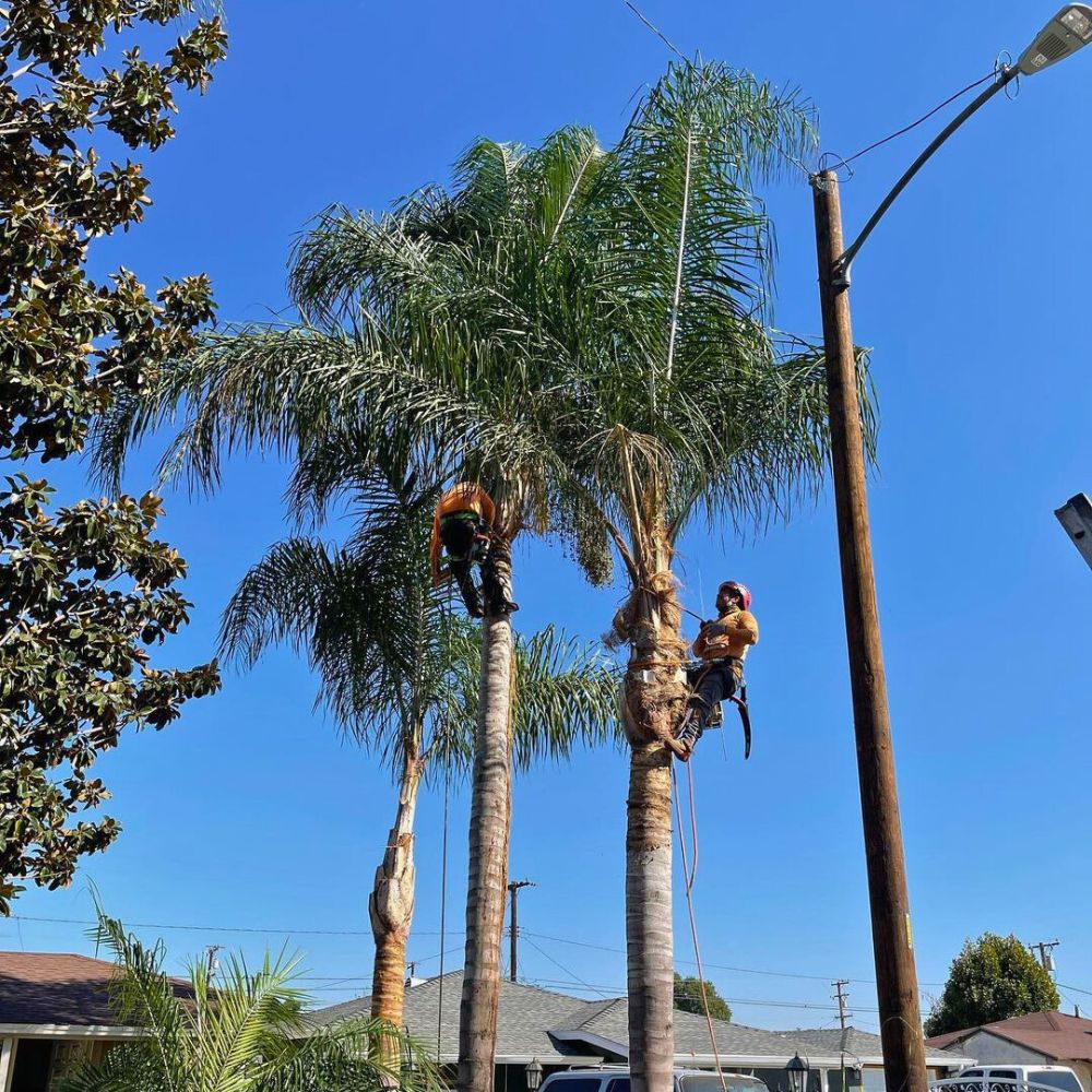 Pruning queen palm trees or syagrus romanzoffiana