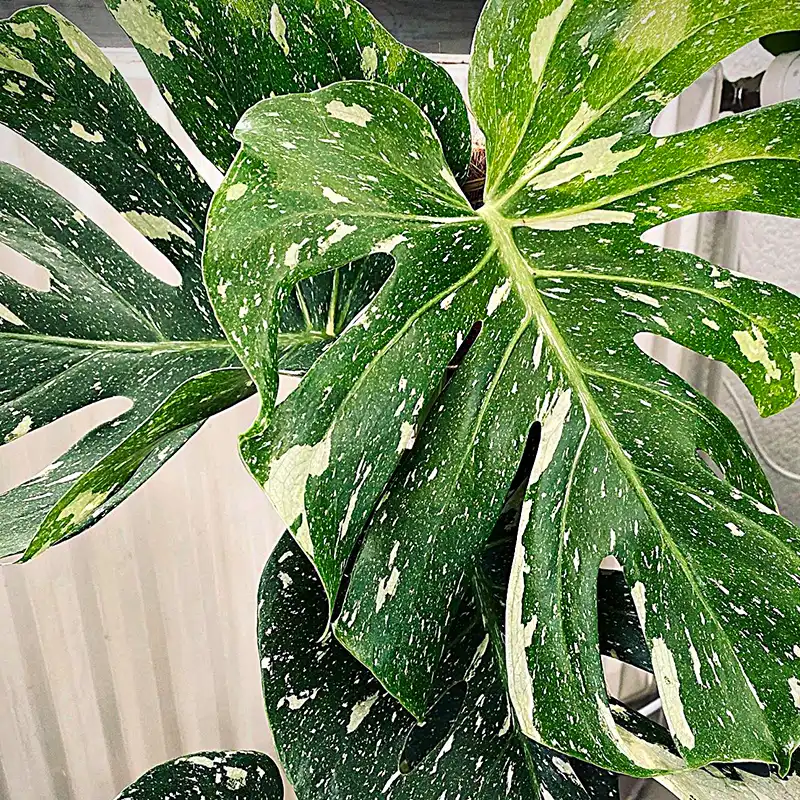 All Variegated Monstera Plants square feature on Thursd