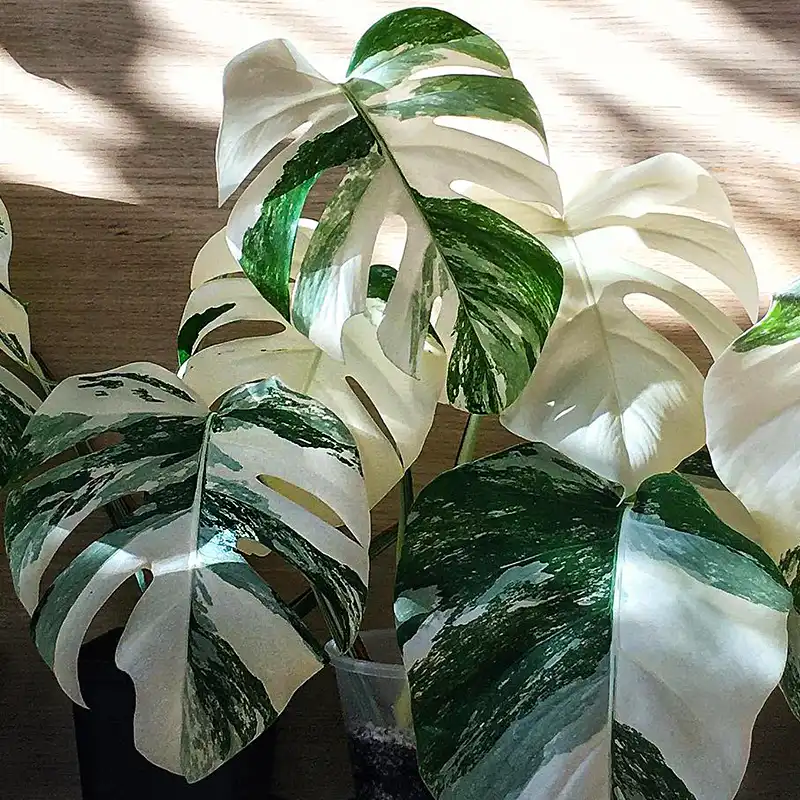 Monstera Deliciosa Albo Variegata