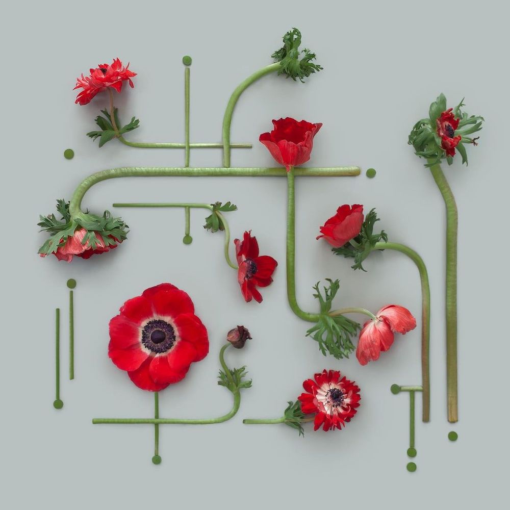 Kristen Meyer Creates Geometric Flat Lays Using Everyday Objects Flowers