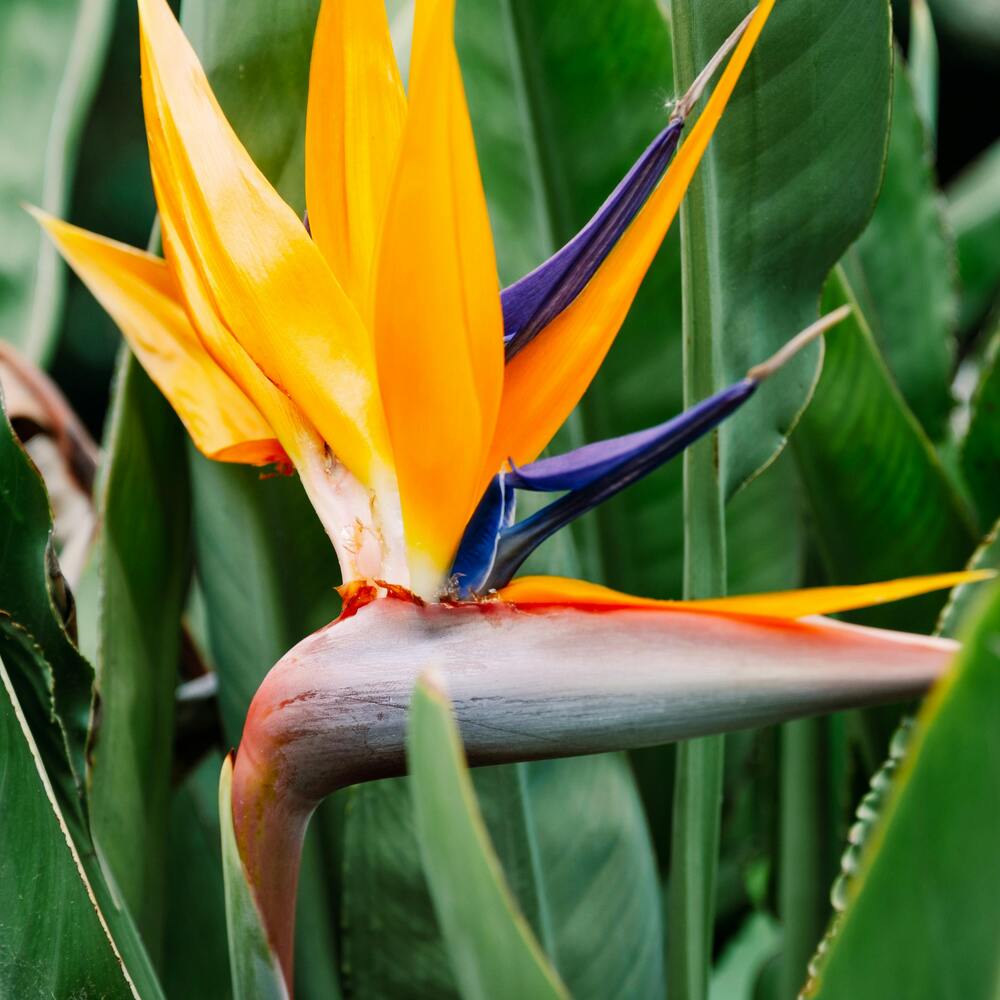 Bird of Paradise flower for garden