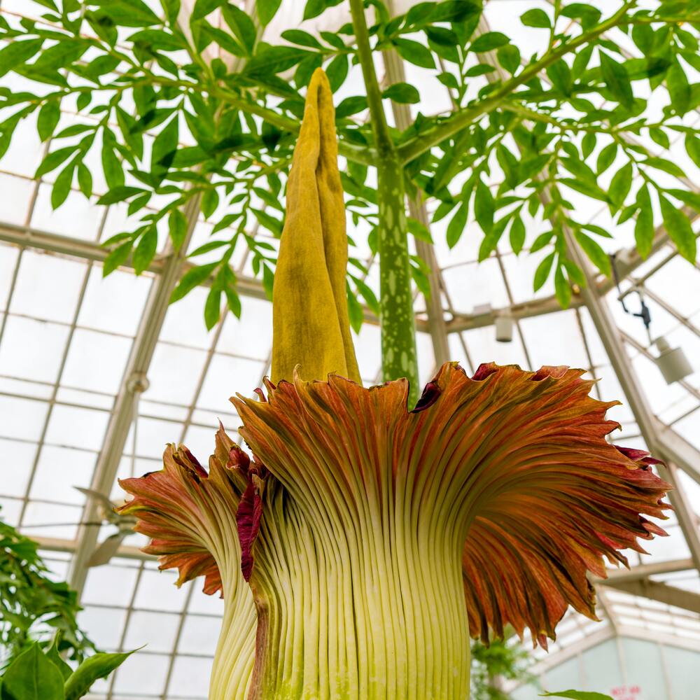 Corpse Flower for outdoor plant