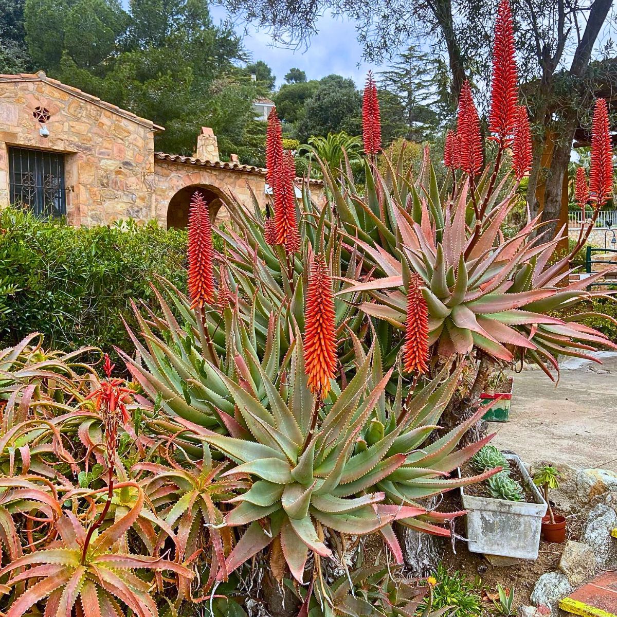 Embrace That Arid Landscape and Xeriscape Your Home