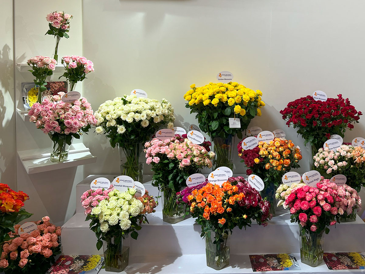 United Selections Unveils New Rose Varieties During IFTEX Week - Article...