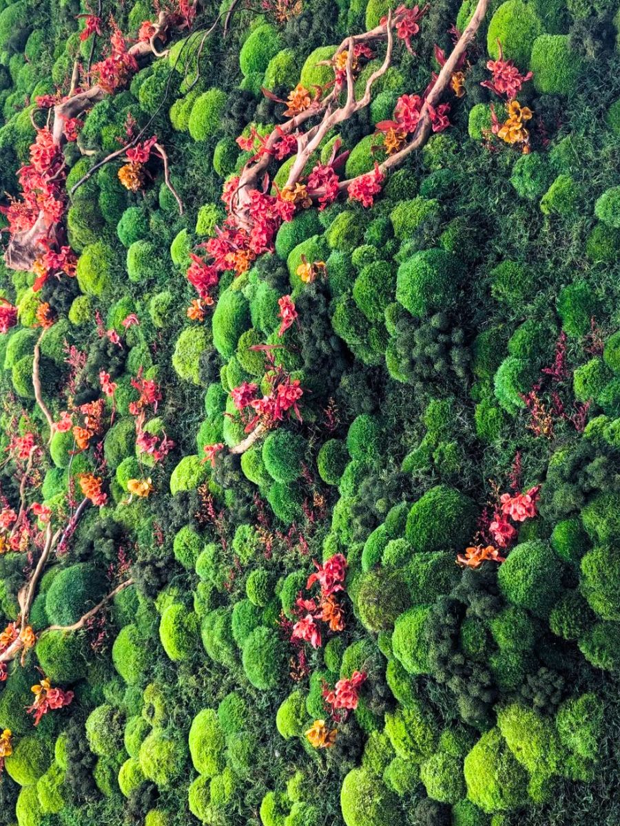 A green colorful vivir moss wall