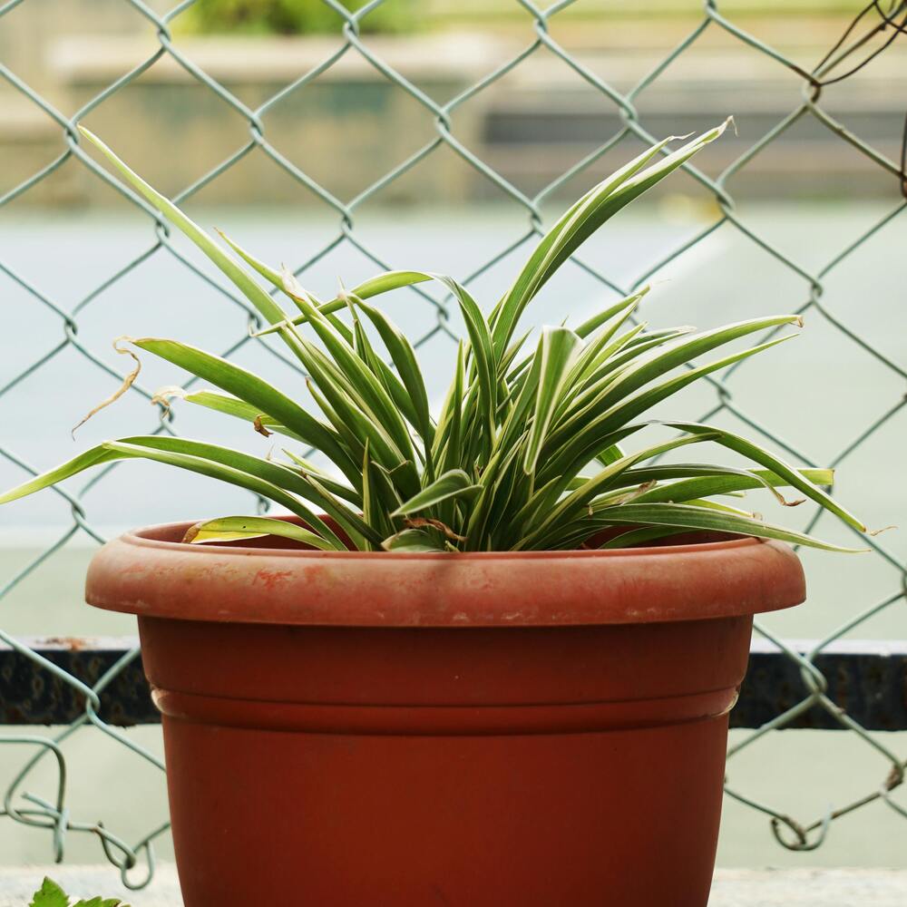 Indoor spider plant for home