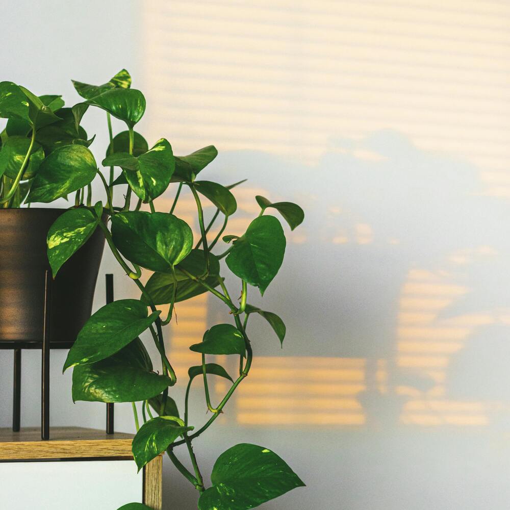 pothos plant is good for home decor