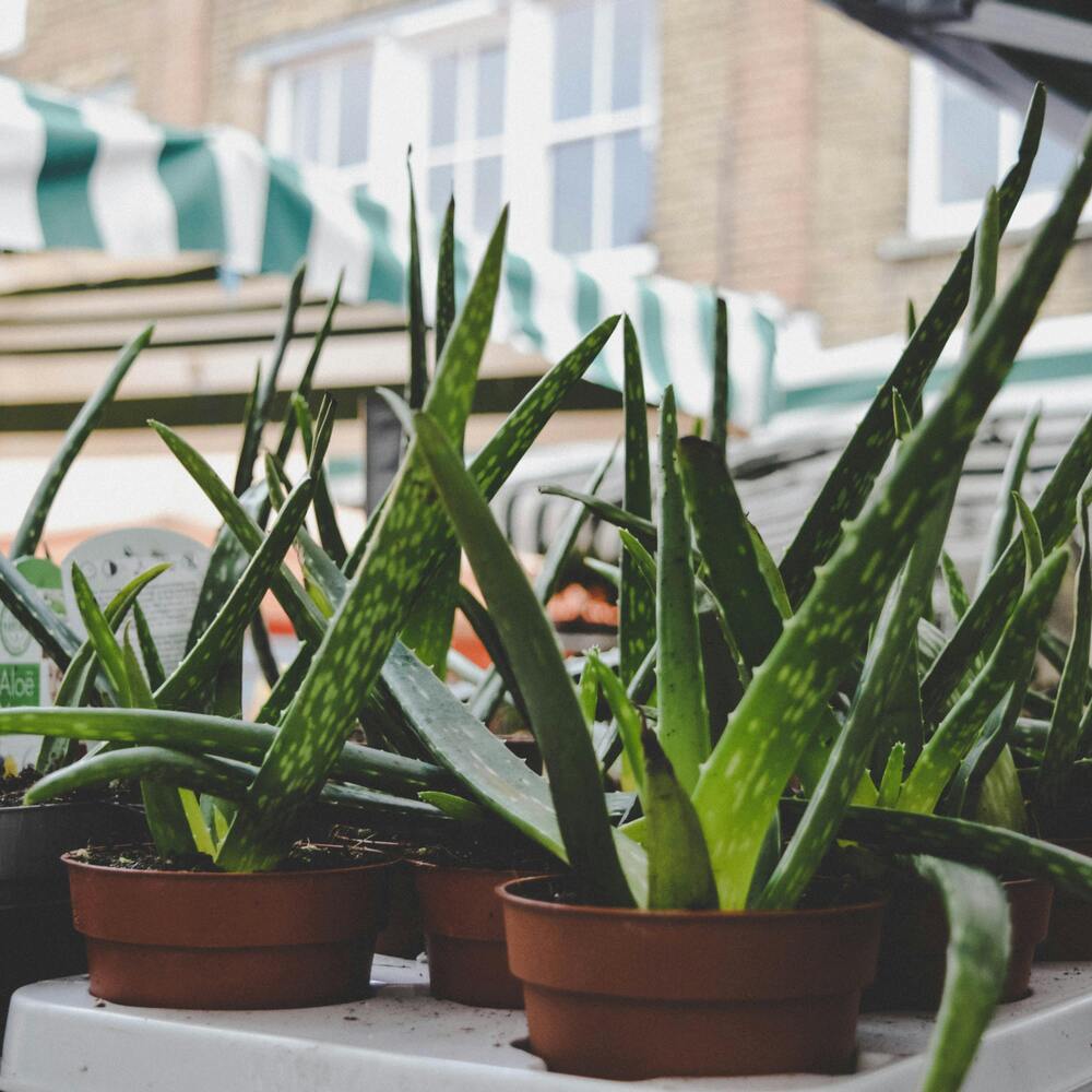 Aloe vera plant is good for your health