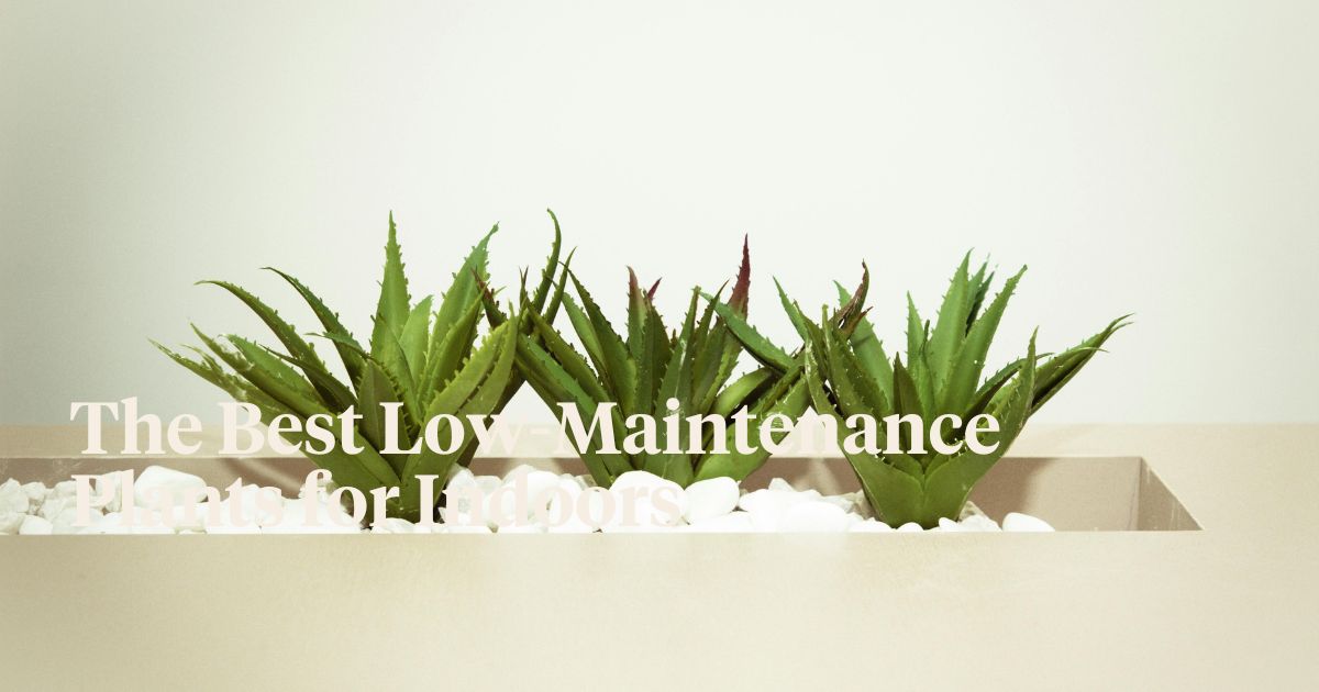 low maintenance plants