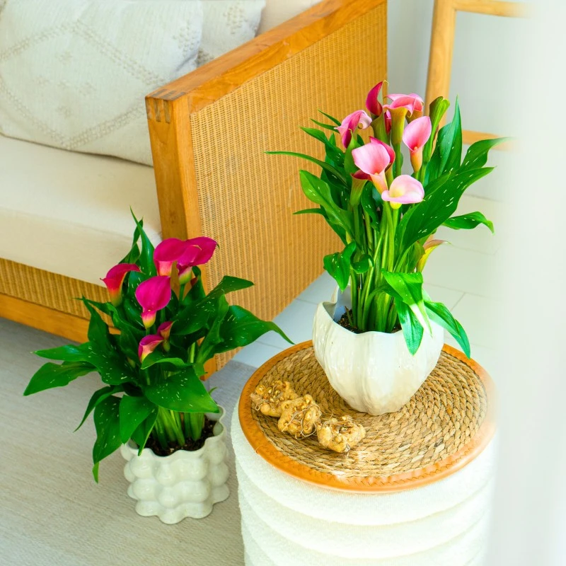Calla lilies in a living room