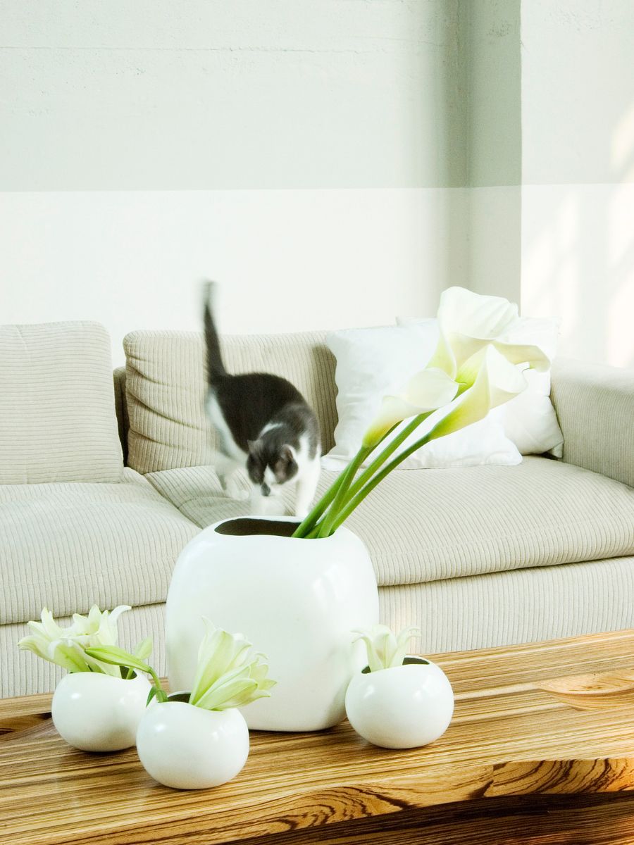 White callas for a harmonious ambiance