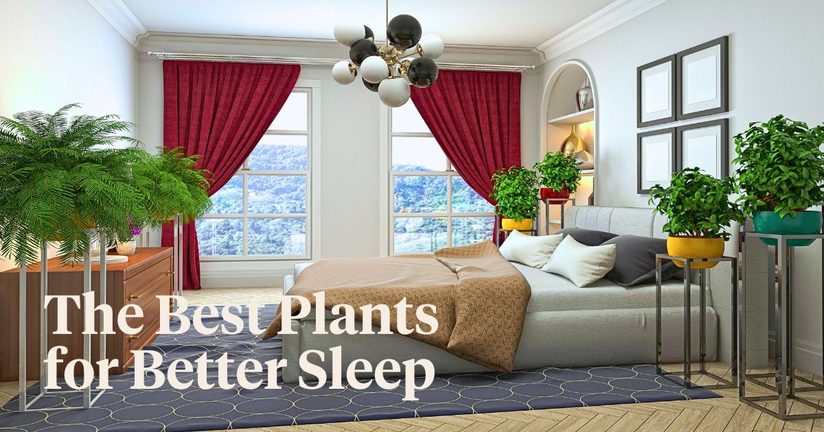 Incorporating These Seven Plants into Your Bedroom Can Enhance Sleep Quality