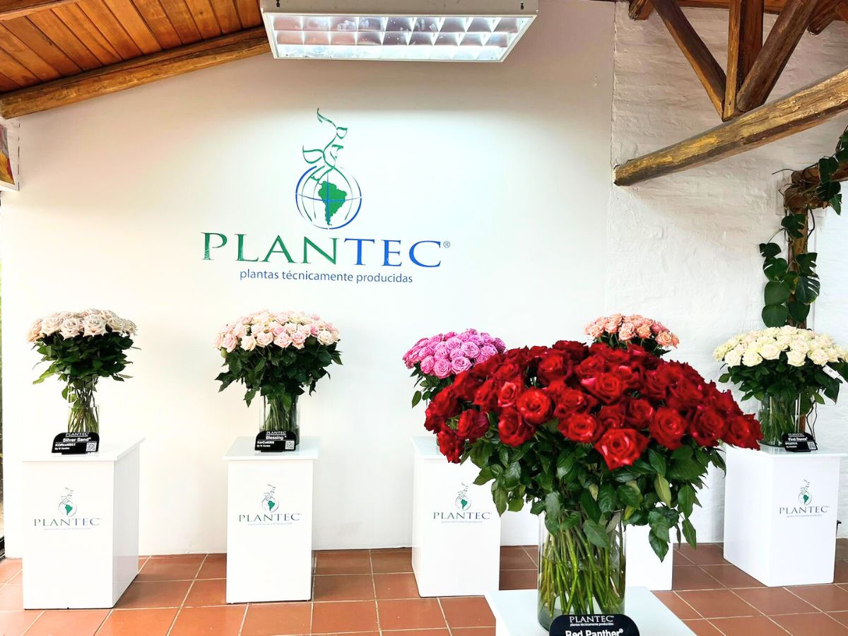 Roses by Plantec Ecuador